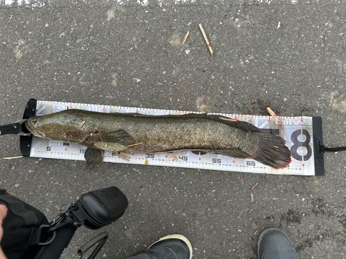 ライギョの釣果