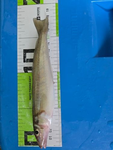 シロギスの釣果