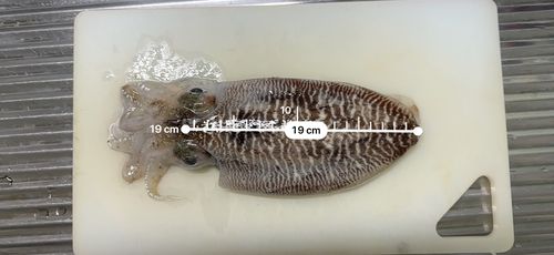 コウイカの釣果