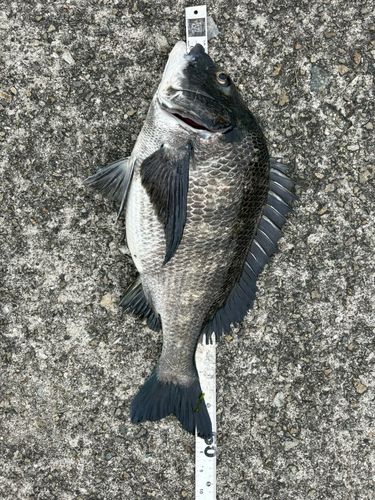 クロダイの釣果