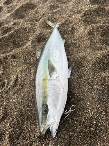 ブリの釣果