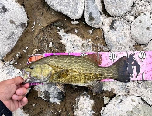 スモールマウスバスの釣果