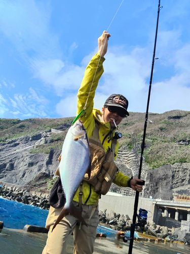 ショゴの釣果