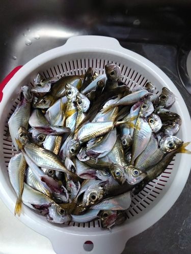アジの釣果