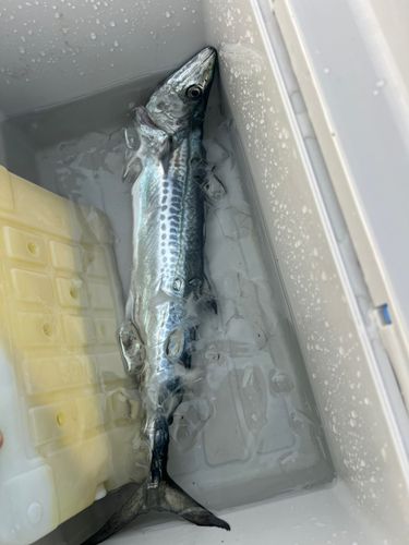 サゴシの釣果