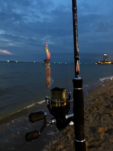 イカの釣果