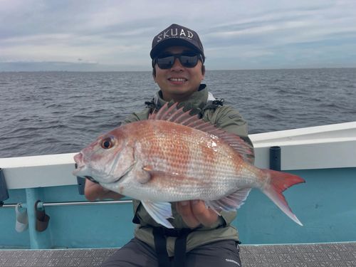 マダイの釣果