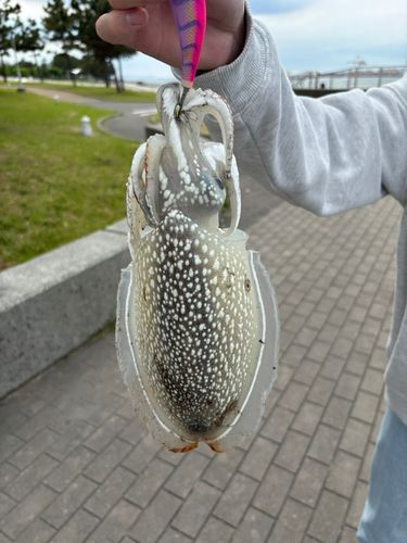 モンゴウイカの釣果