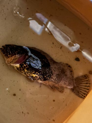 タケノコメバルの釣果