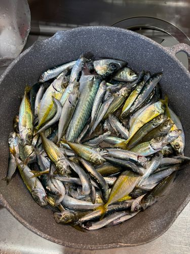 サバの釣果