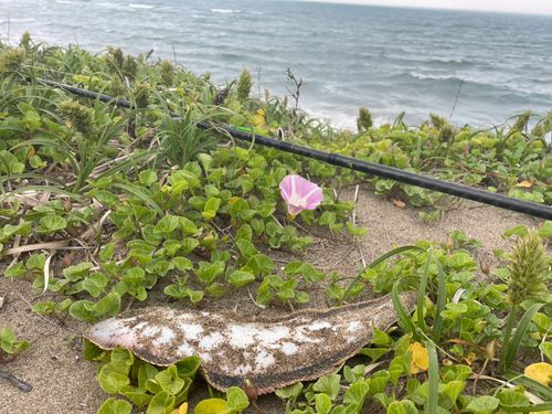 シタビラメの釣果