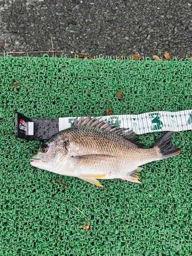 キビレの釣果