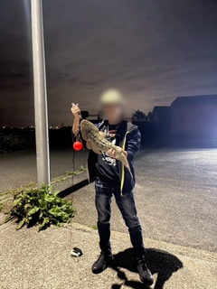 マゴチの釣果