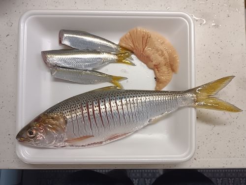 コノシロの釣果