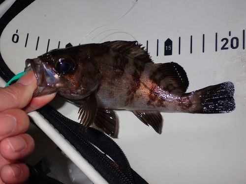 メバルの釣果