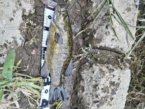 スモールマウスバスの釣果