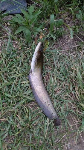 ナマズの釣果
