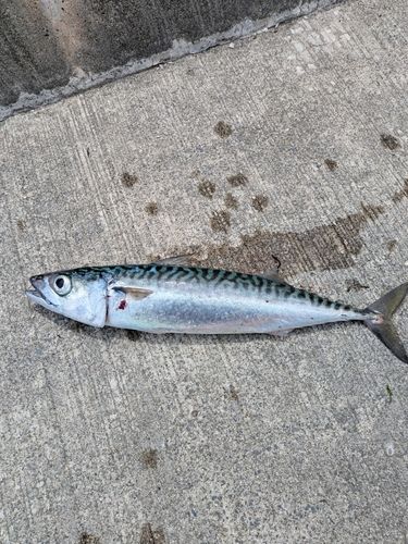 マサバの釣果
