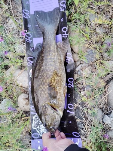 スモールマウスバスの釣果