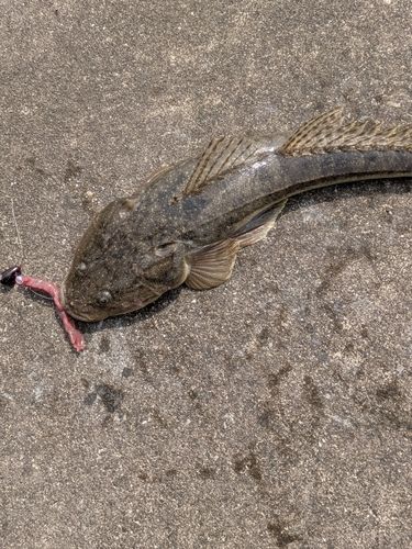 マゴチの釣果