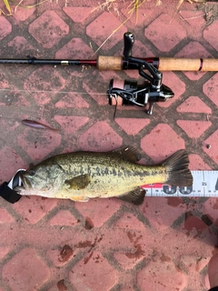 ラージマウスバスの釣果