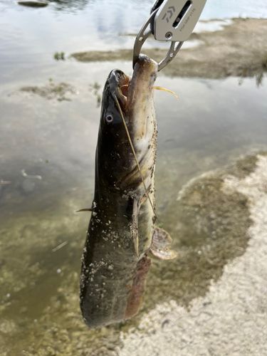 ナマズの釣果