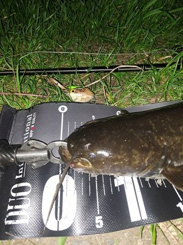 ナマズの釣果
