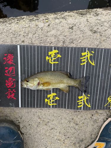 秋ヶ瀬橋で釣れたブラックバスの釣り・釣果情報 - アングラーズ | 釣果