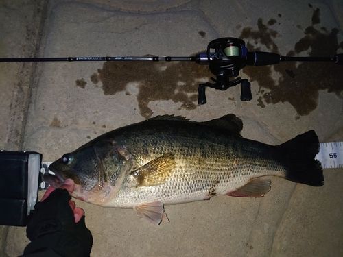 ブラックバスの釣果