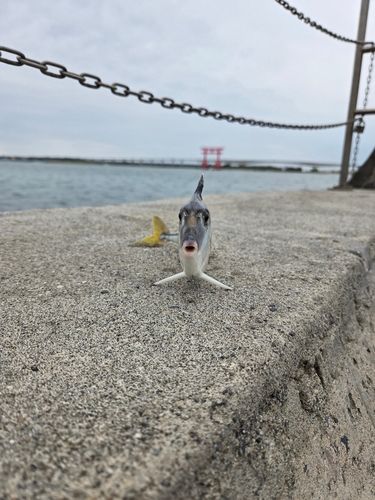 ギマの釣果