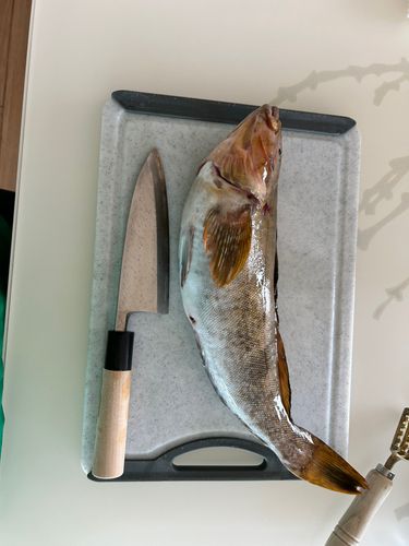 アイナメの釣果