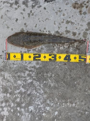 マゴチの釣果