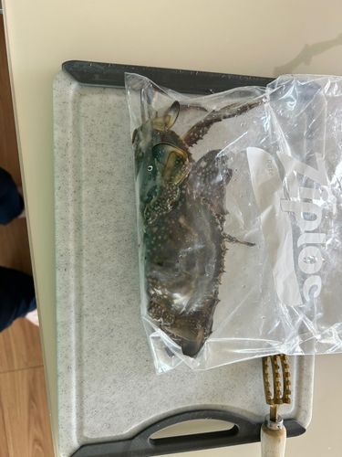 ワタリガニの釣果