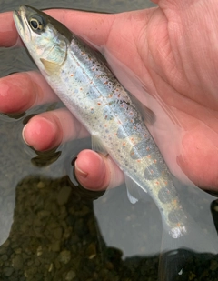 アマゴの釣果