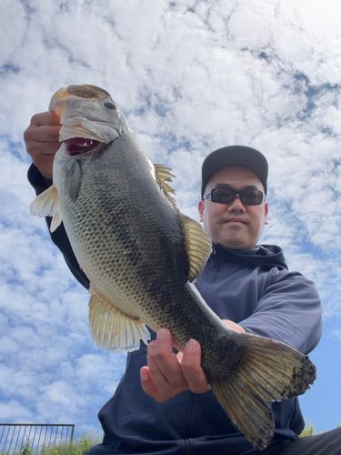 tm_angler さんの 2026年05月07日のブラックバスの釣り・釣果情報(京都