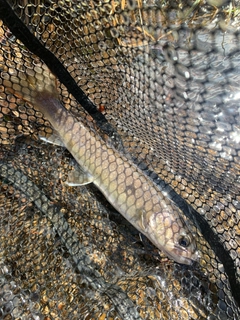 イワナの釣果