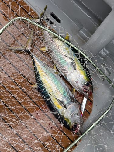 キハダマグロの釣果