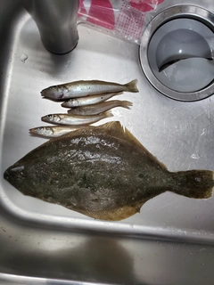ヒラメの釣果