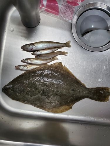 ヒラメの釣果