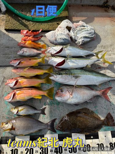 メジロの釣果