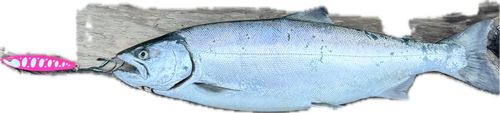 サクラマスの釣果