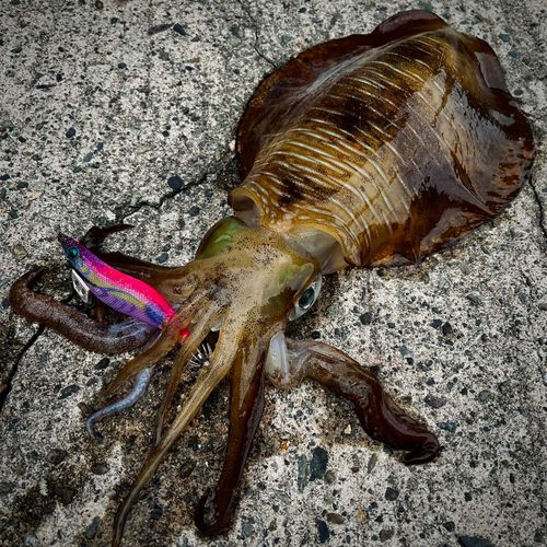 アオリイカの釣果