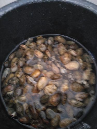 メジナの釣果