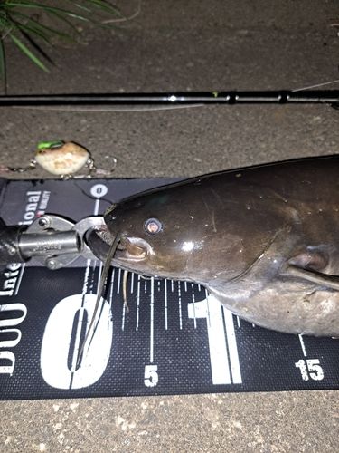 ナマズの釣果