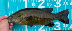 スモールマウスバスの釣果