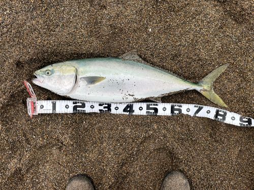 ブリの釣果