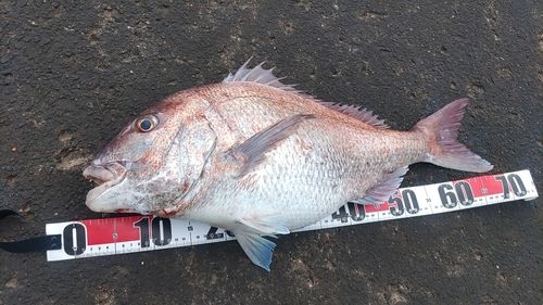 タイの釣果