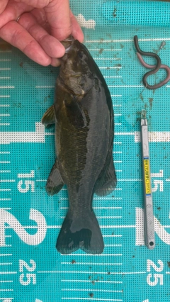 スモールマウスバスの釣果