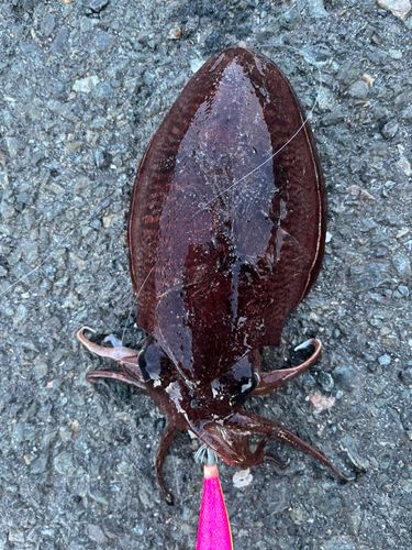 コウイカの釣果