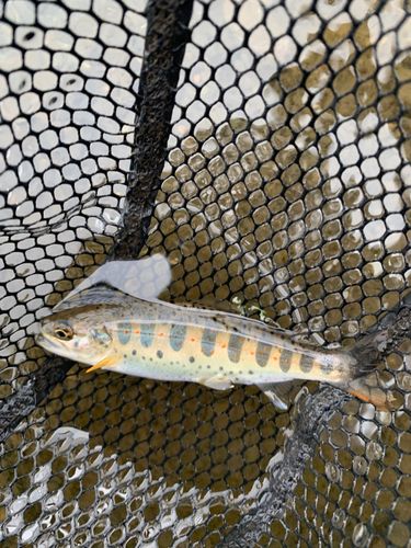 アマゴの釣果